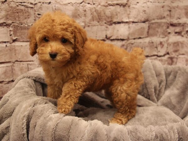 Maltipoo- Available 1/11-DOG-Female-Red-1756-PetCenter Old Bridge, New Jersey