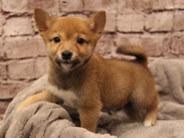Shiba Inu- Available 1/11-DOG-Male-Red-1758-PetCenter Old Bridge, New Jersey