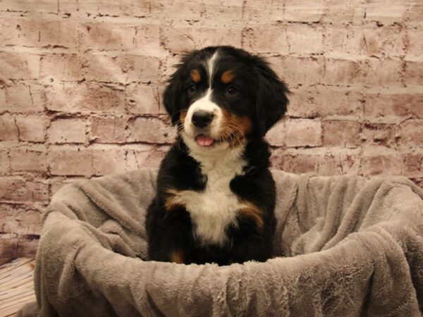 Bernese Mountain Dog- Available 1/11-DOG-Female-Black White / Tan-1759-PetCenter Old Bridge, New Jersey