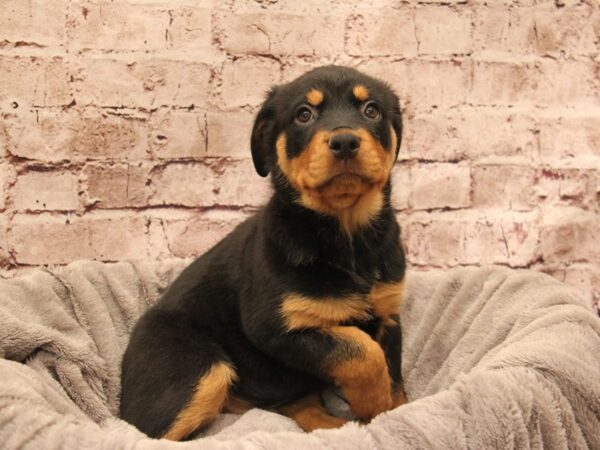 Rottweiler- Available 1/11-DOG-Female-Black / Tan-1755-PetCenter Old Bridge, New Jersey