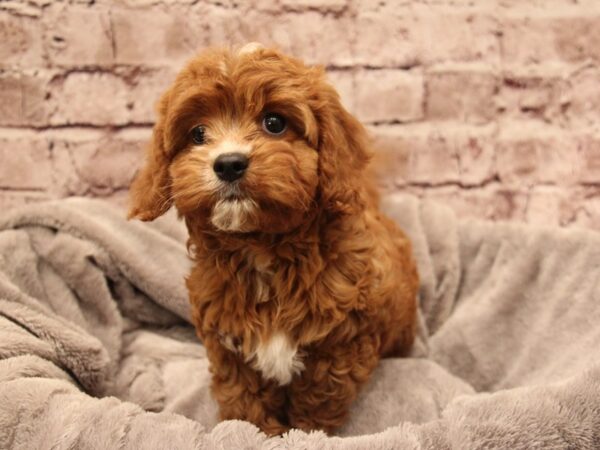 Cavapoo- Available 1/11-DOG-Female-Tri-Colored-1753-PetCenter Old Bridge, New Jersey