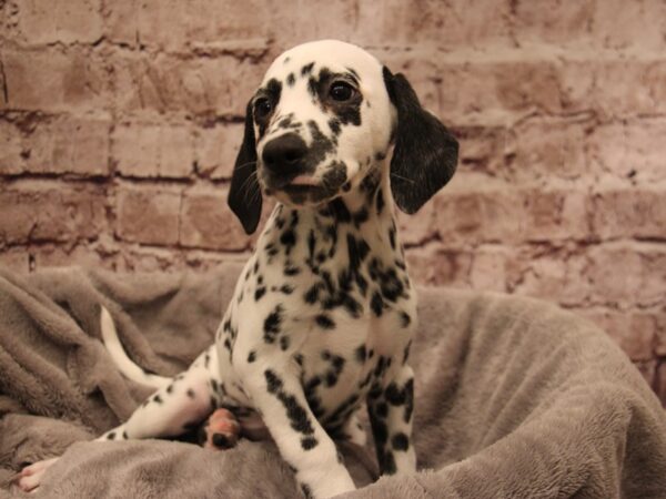 Dalmatian- Available 1/11-DOG-Female-White / Black-1751-PetCenter Old Bridge, New Jersey