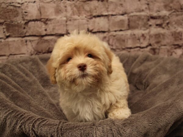 Havapoo- Available 1/11-DOG-Male-Cream-1768-PetCenter Old Bridge, New Jersey