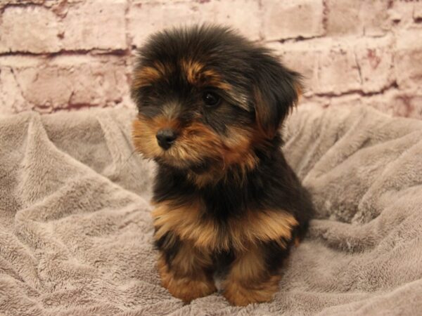 Yorkshire Terrier- Available 1/11-DOG-Female-Black / Tan-1767-PetCenter Old Bridge, New Jersey