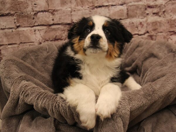 Australian Shepherd- Available 1/11-DOG-Female-Black / White-1766-PetCenter Old Bridge, New Jersey