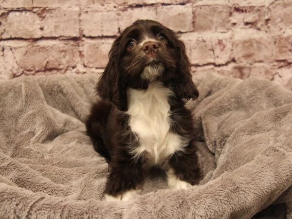 Cocker Spaniel- Available 1/11-DOG-Female-Chocolate / White-1765-PetCenter Old Bridge, New Jersey