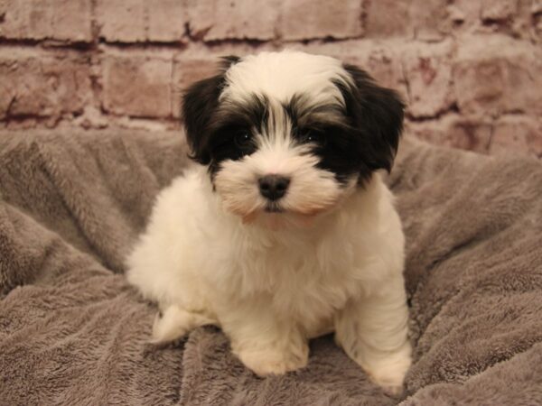 Havanese- Available 1/11-DOG-Male-Chocolate / Cream-1764-PetCenter Old Bridge, New Jersey