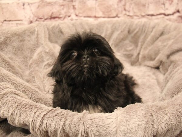 Shih Tzu- Available 1/11-DOG-Female-Black / White-1763-PetCenter Old Bridge, New Jersey