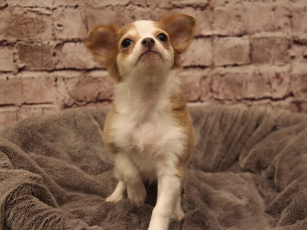 Chihuahua- Available 1/11-DOG-Female-Blue Fawn-1762-PetCenter Old Bridge, New Jersey