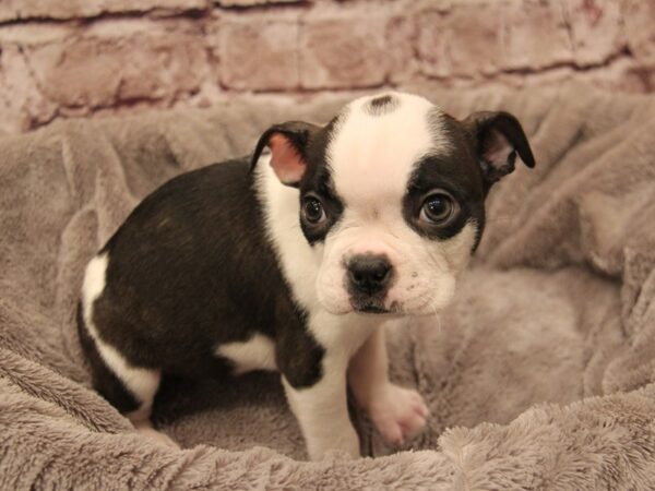 Boston Terrier- Available 1/11-DOG-Male-Black Brindle / White-1761-PetCenter Old Bridge, New Jersey