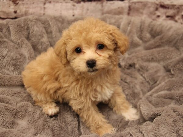 Bichonpoo- Available 1/18-DOG-Female-Red-1777-PetCenter Old Bridge, New Jersey