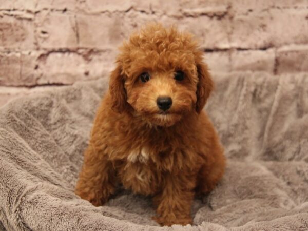 Poodle- Available 1/18-DOG-Male-Red-1775-PetCenter Old Bridge, New Jersey