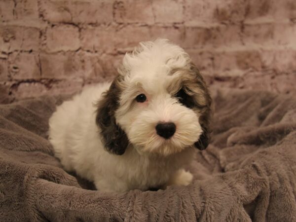 Cockapoo- Available 1/18-DOG-Male-White-1774-PetCenter Old Bridge, New Jersey