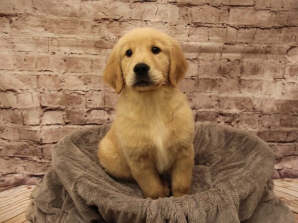 Golden Retriever- Available 1/18-DOG-Male-Light Golden-1773-PetCenter Old Bridge, New Jersey