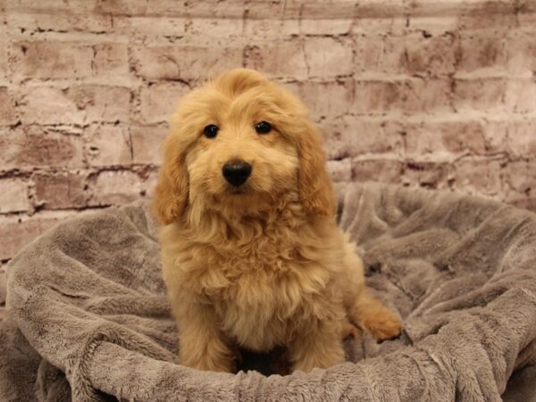 Mini Goldendoodle- Available 1/18-DOG-Female-Golden-1772-PetCenter Old Bridge, New Jersey
