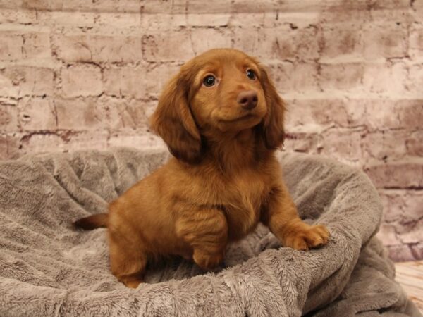 Dachshund- Available 1/18-DOG-Male-Red-1770-PetCenter Old Bridge, New Jersey