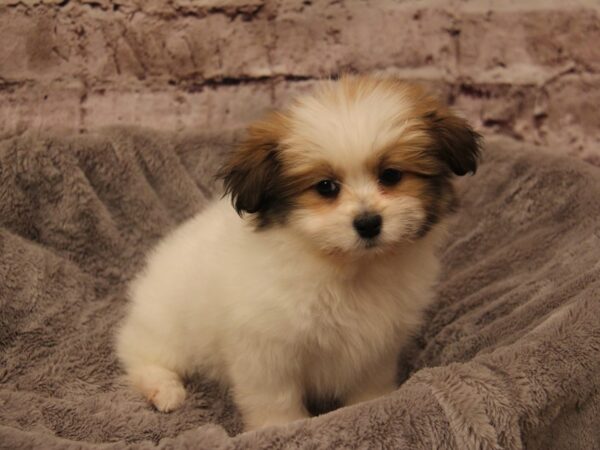 Shiranian- Available 1/18-DOG-Female-White / Sable-1769-PetCenter Old Bridge, New Jersey