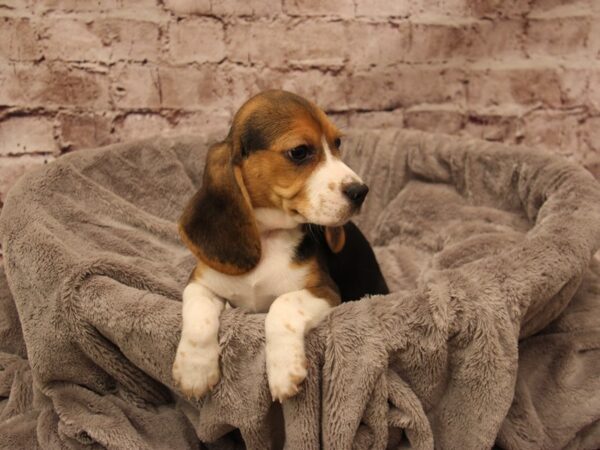 Beagle- Available 1/18-DOG-Male-Black Fawn and White-1782-PetCenter Old Bridge, New Jersey