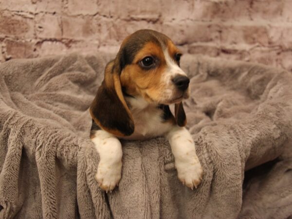Beagle- Available 1/18-DOG-Female-Black Fawn and White-1781-PetCenter Old Bridge, New Jersey