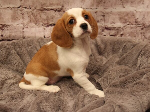 Beaglier- Available 1/18-DOG-Female-Fawn and White-1780-PetCenter Old Bridge, New Jersey