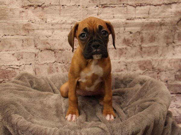 Boxer-DOG-Female-Fawn-1792-PetCenter Old Bridge, New Jersey