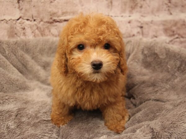 Poodle- Available 1/18-DOG-Male-Red-1791-PetCenter Old Bridge, New Jersey