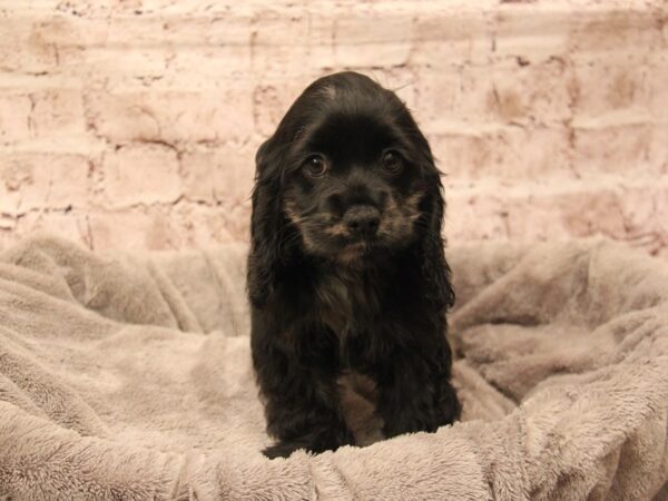 Cocker Spaniel- Available 1/18-DOG-Female-Black / Tan-1790-PetCenter Old Bridge, New Jersey