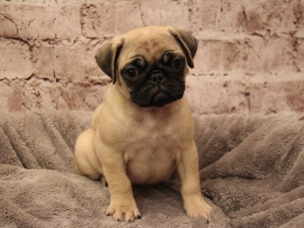 Pug- Available 1/18-DOG-Female-Fawn-1789-PetCenter Old Bridge, New Jersey