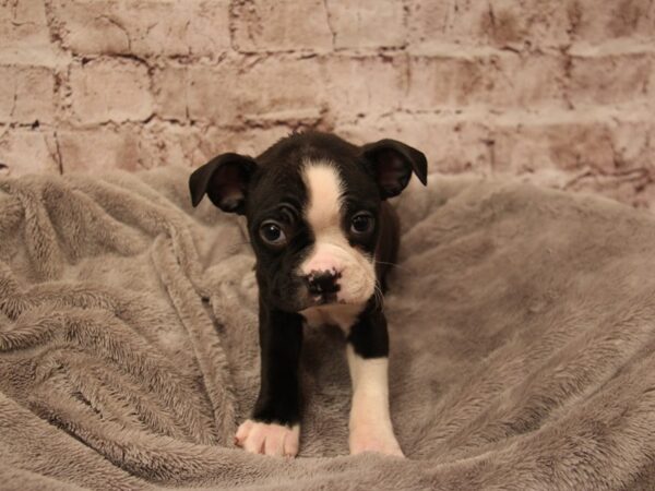 Boston Terrier- Available 1/18-DOG-Female-Black / White-1786-PetCenter Old Bridge, New Jersey
