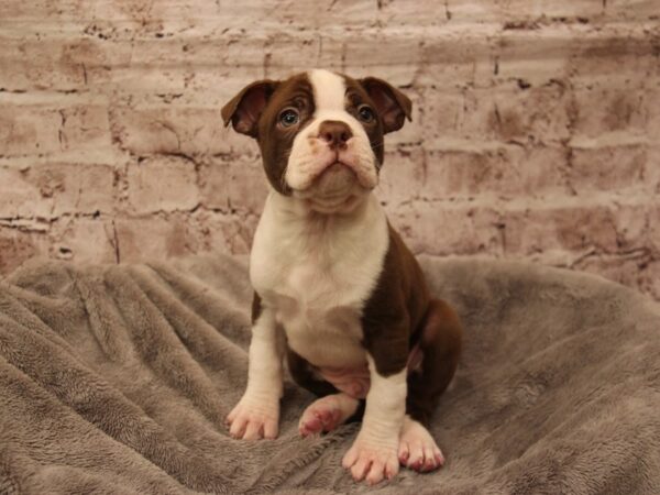 Boston Terrier- Available 1/18-DOG-Male-Seal-1787-PetCenter Old Bridge, New Jersey