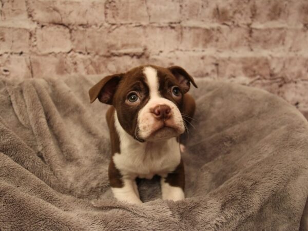 Boston Terrier- Available 1/18-DOG-Female-Seal / White-1785-PetCenter Old Bridge, New Jersey