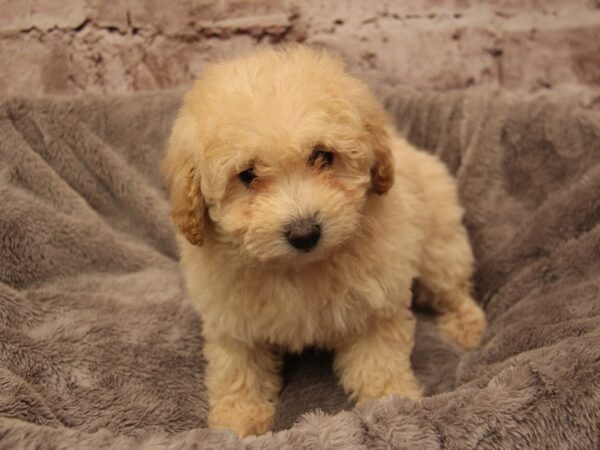 Poodle- Available 1/18-DOG-Female-Apricot-1784-PetCenter Old Bridge, New Jersey