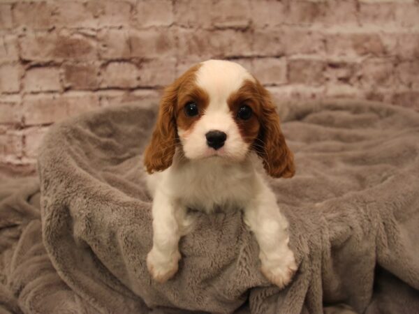 Cavalier King Charles Spaniel- Available 1/25-DOG-Male-Blenheim-1796-PetCenter Old Bridge, New Jersey