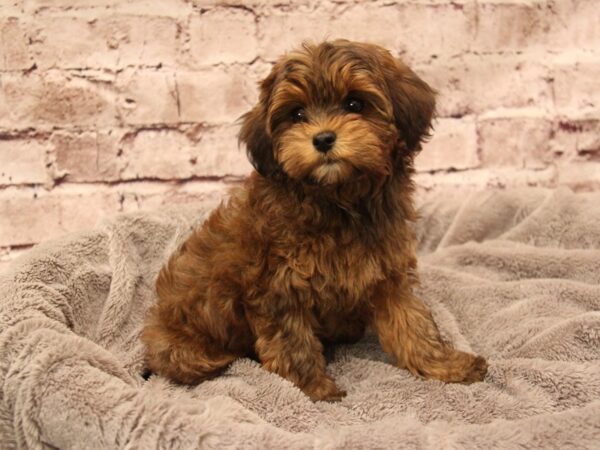 Cavapoo- Available 1/25-DOG-Female-Red Sable-1797-PetCenter Old Bridge, New Jersey