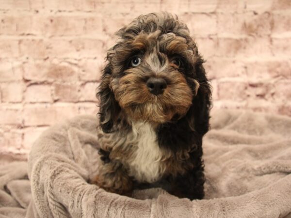 Cockapoo- Available 1/25-DOG-Female-Blue Roan-1799-PetCenter Old Bridge, New Jersey