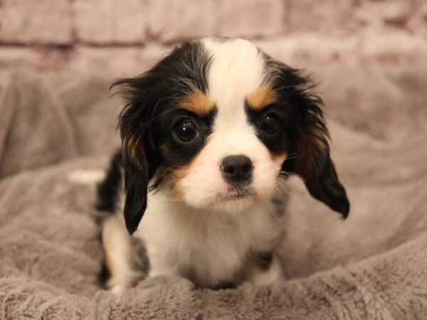 Cavalier King Charles Spaniel- Available 1/25-DOG-Female-Tri-Colored-1800-PetCenter Old Bridge, New Jersey