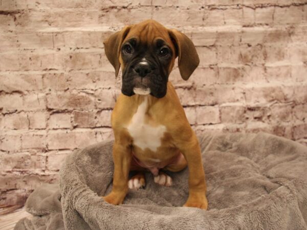 Boxer- Available 1/25-DOG-Male-Fawn-1817-PetCenter Old Bridge, New Jersey