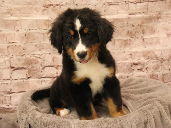 Bernese Mountain Dog- Available 1/25-DOG-Male-Black Rust and White-1815-PetCenter Old Bridge, New Jersey