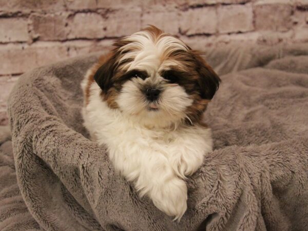 Shih Tzu- Available 1/25-DOG-Male-Red and White-1814-PetCenter Old Bridge, New Jersey