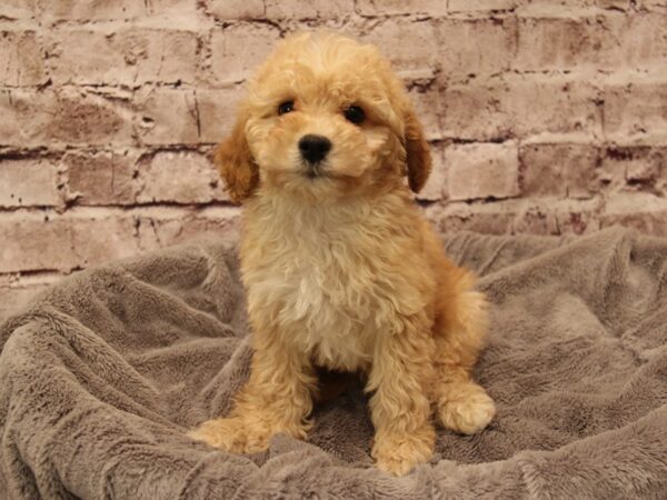 Bichon Poo- Available 1/25-DOG-Male-Cream-1813-PetCenter Old Bridge, New Jersey