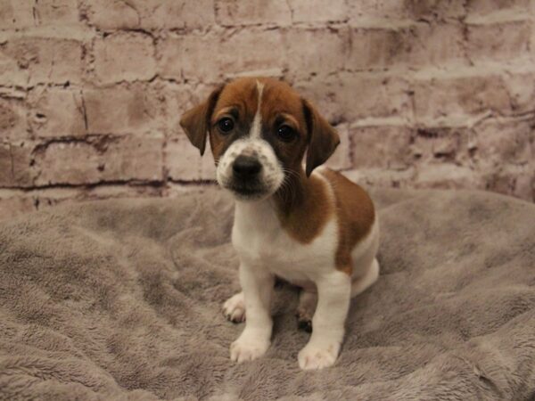 Jack Russell Terrier- Available 1/25-DOG-Female-White / Tan-1801-PetCenter Old Bridge, New Jersey