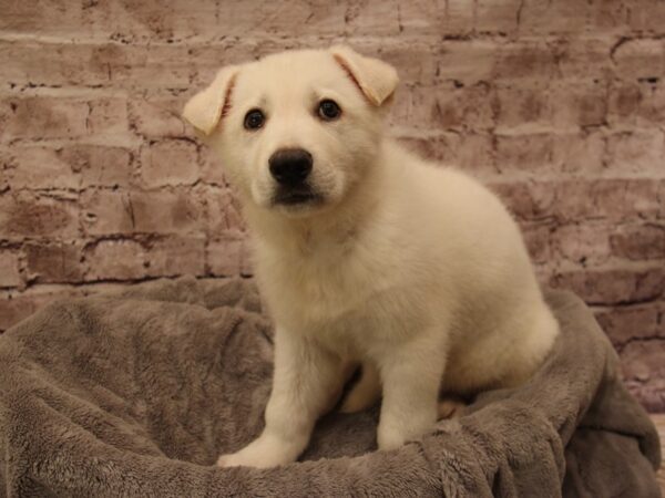 German Shepherd- Available 1/25-DOG-Male-White-1802-PetCenter Old Bridge, New Jersey