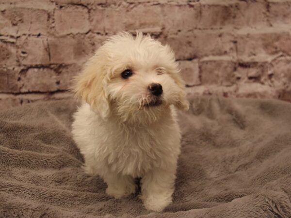 Coton De Tulear- Available 1/25-DOG-Female-White-1804-PetCenter Old Bridge, New Jersey