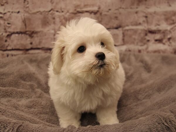 Coton De Tulear- Available 1/25-DOG-Male-Cream-1810-PetCenter Old Bridge, New Jersey