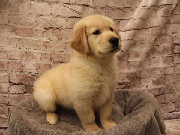 Golden Retriever- Available 1/25-DOG-Male-Light Golden-1809-PetCenter Old Bridge, New Jersey