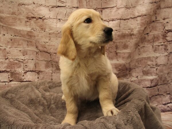 Golden Retriever- Available 1/25-DOG-Female-Light Golden-1808-PetCenter Old Bridge, New Jersey