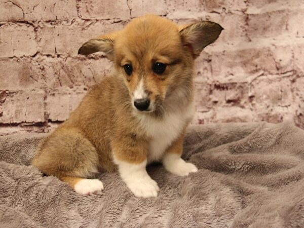 Pembroke Welsh Corgi- Available 1/25-DOG-Female-Sable / White-1811-PetCenter Old Bridge, New Jersey
