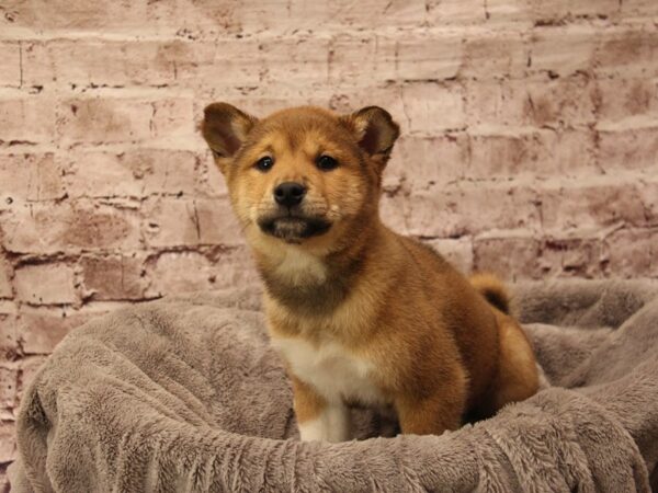 Shiba Inu- Available 1/25-DOG-Male-Red Sesame-1812-PetCenter Old Bridge, New Jersey
