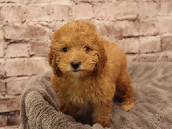 Mini Goldendoodle- Available 1/25-DOG-Female-Red-1795-PetCenter Old Bridge, New Jersey
