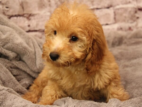 Mini Goldendoodle- Available 1/25-DOG-Female-Light Red-1793-PetCenter Old Bridge, New Jersey